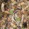 RealTree Fleece 18523-D Deer by Benartex  |  Bound in Stitches Quilt Shop, Sauk Rapids, MN Fabric Store